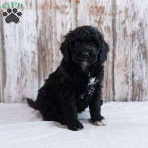 Hawk, Mini Labradoodle Puppy